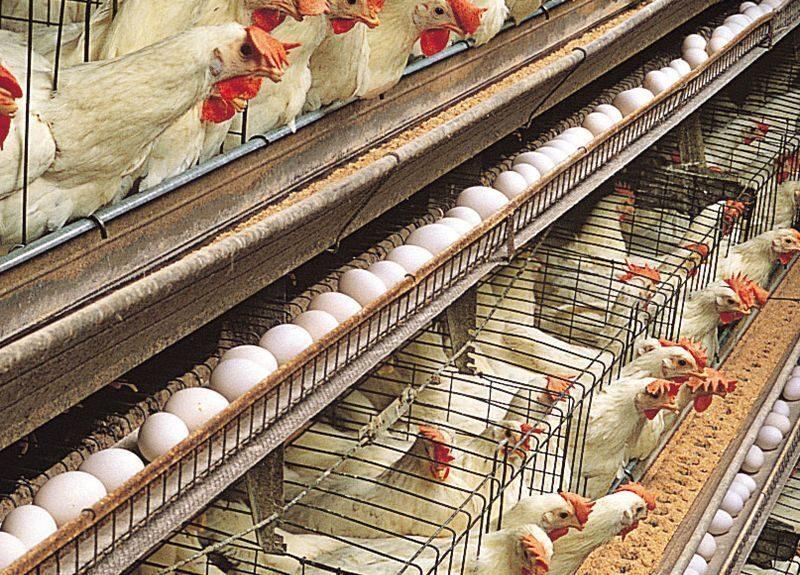 توزیع کالا در بازار خراسان جنوبی به صورت مداوم کنترل و رصد میشود