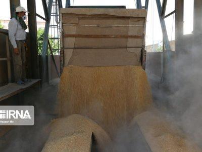 ۵۷ هزار تن محصولات کشاورزی به صورت تضمینی در لرستان خریداری شد