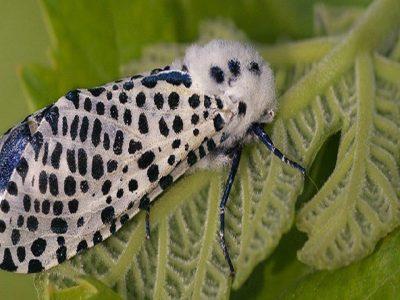 باغ های ۱۳ روستای استان همدان درگیر «کرم خراط» است