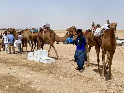 فیلم| برگزاری رقابت شتردوانی قهرمانی کشور به میزبانی سیستان و بلوچستان