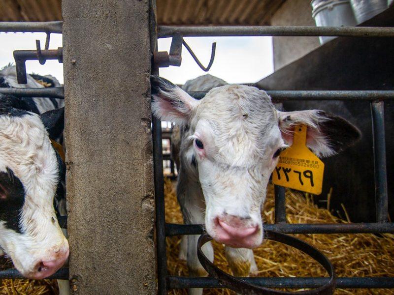 تولید خوراک دام در خراسان شمالی به رکورد ۱۰ هزار تن رسید