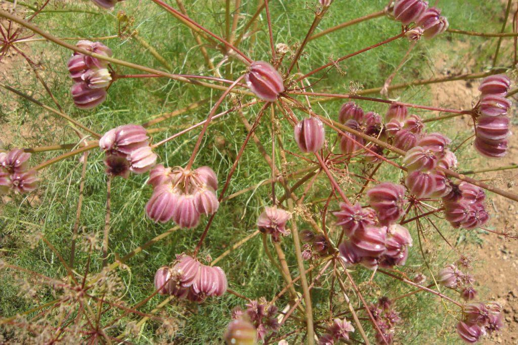 اندیشه شیروان