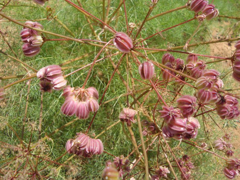 فیلم | گیاهان دارویی کهگیلویه وبویراحمد؛ از خطر انقراض تا صادرات