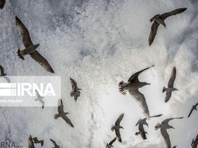 سرشماری پرندگان مهاجر در مازندران با رویکرد علمی انجام میشود