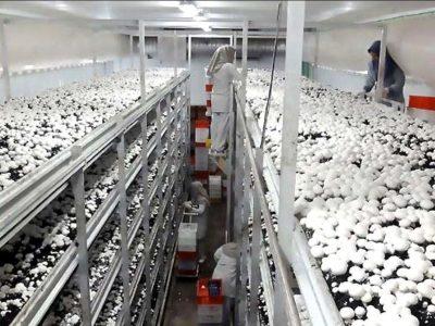 ۱۵۵ تن قارچ خوراکی در بروجرد تولید میشود