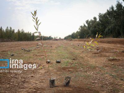 ۲۵۰۰ اصله نهال به نیت سردار دل ها در استان بوشهر غرس شد