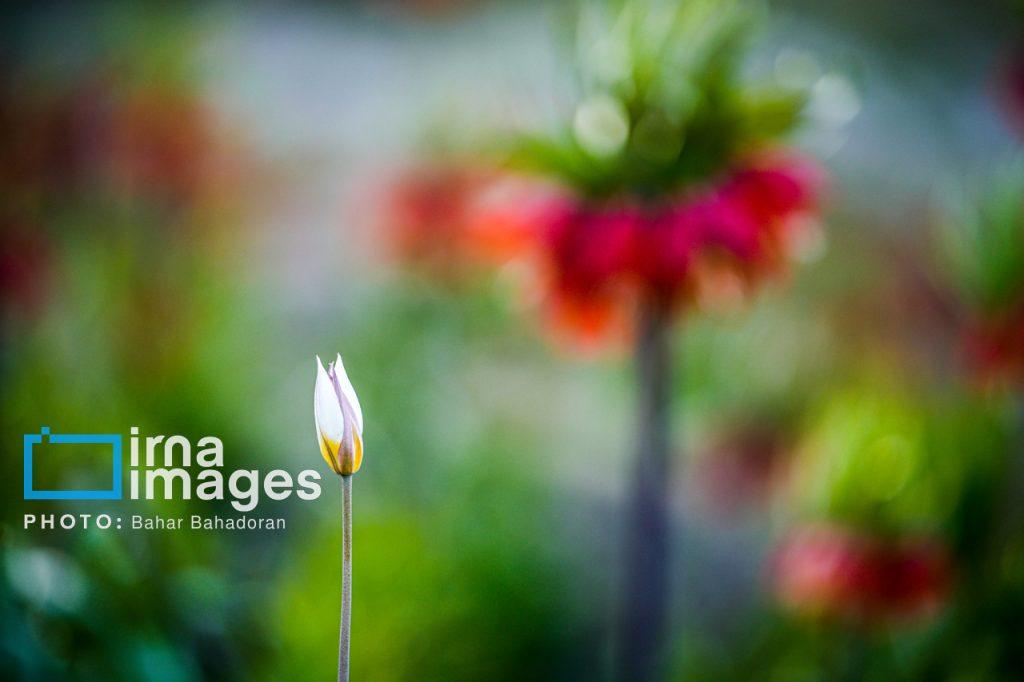 اندیشه شیروان