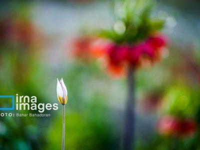 مثلث طلایی شکست سرطان