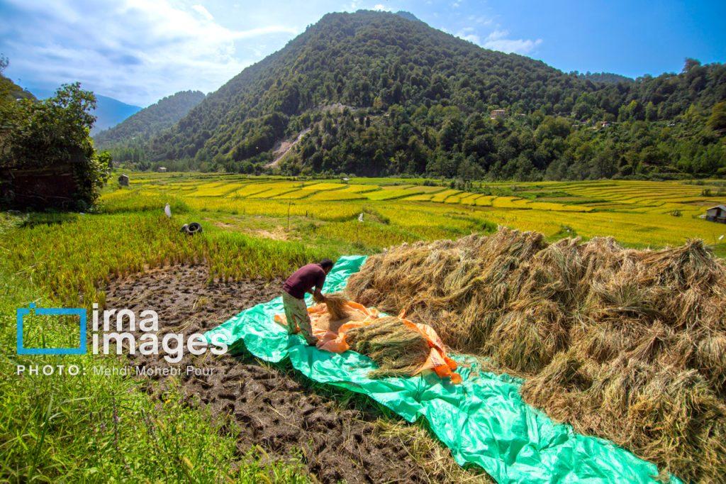 اندیشه شیروان