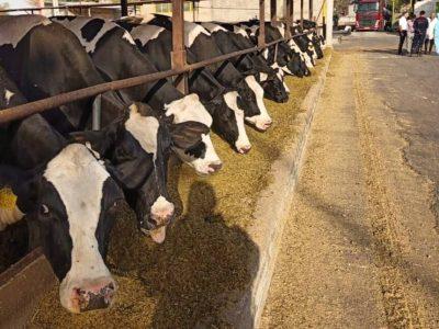 اهتمام دولت برای حمایت از تولیدکنندگان دام و طیور