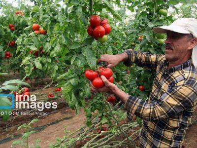 اختصاص حدود سه هزار میلیارد ریال وام مشاغل خانگی به خراسانشمالی