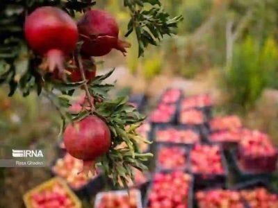 معاون وزیر جهاد کشاورزی: مشکل صادرات انار حل میشود؛ بازاررسانی گل نرگس در اولویت