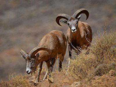 آغاز سرشماری چهار گونه نشخوارکنندگان حیاتوحش در ۹ زیستگاه سمنان