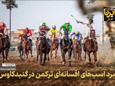فیلم| نبرد اسبهای افسانهای ترکمن در گنبدکاووس