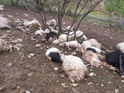 اشتباه تلخ دامپزشکی؛ دامدار خراسانشمالی قربانی بیدقتی شد