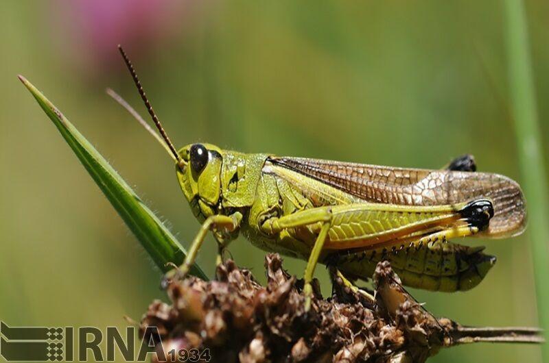 کنترل بیولوژیک، راهکاری پایدار برای مدیریت آفات کشاورزی