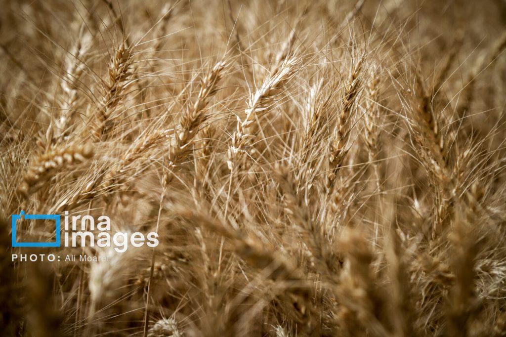 اندیشه شیروان