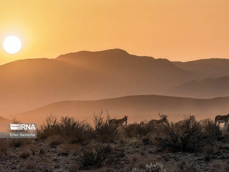 نبرد گورخر ایرانی برای بقا در دیار افسانه‌ها