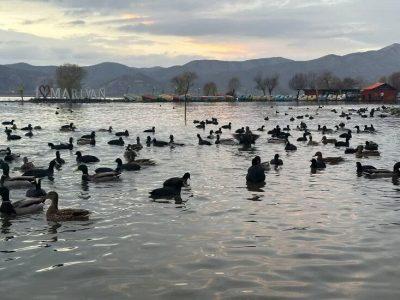 اجرای طرح پایش آنفلوانزای فوقحاد پرندگان در کردستان