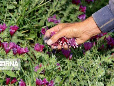 کشت گیاهان دارویی کمآببَر؛ راهکار مقابله با خشکسالی در منطقه سیستان