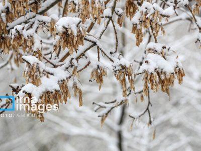 بارش۱۰ سانتیمتر برف در تویسرکان/ کاهش دما از فردا در همدان