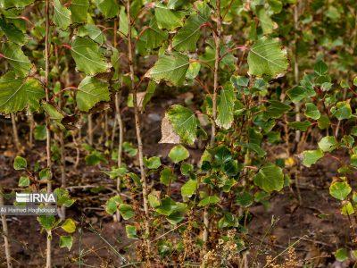 بابلیها ۴۷ هزار اصله نهال غرس کردند