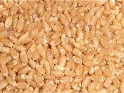 رسوب ۲۵۰۰ تن بذور اصلاح شده در خراسان شمالی