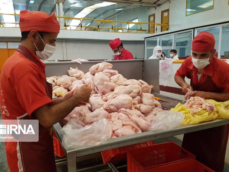۱۰ درصد گوشت سفید مازندران در جویبار تولید می شود