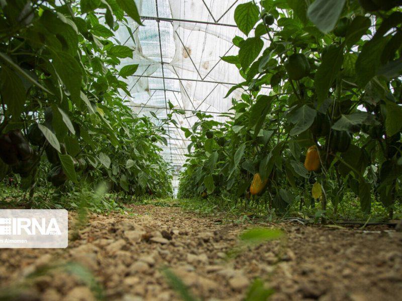 نبرد استان مرکزی با خشکسالی، اصلاح الگوی کشت در خط مقدم
