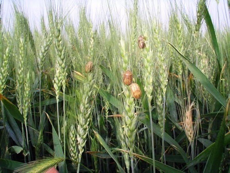 هشدار طغیان آفت سن گندم در آذربایجان‌شرقی