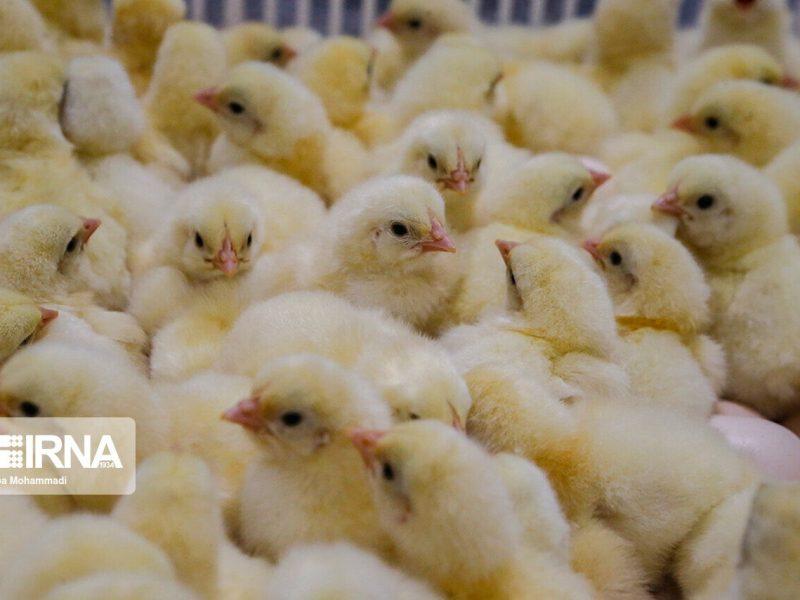 جوجه‌ریزی ۲۲ میلیونی در مرغداری‌های ایلام؛ تدارک ویژه برای بازار شب عید