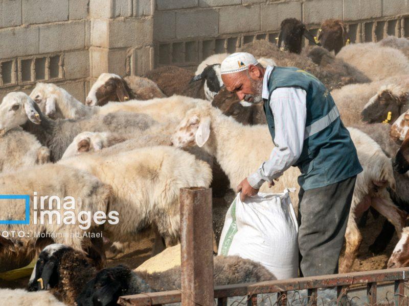 اجرای طرح رشد تولید در دامداری‌های ۵۳ روستای منتخب استان زنجان 
