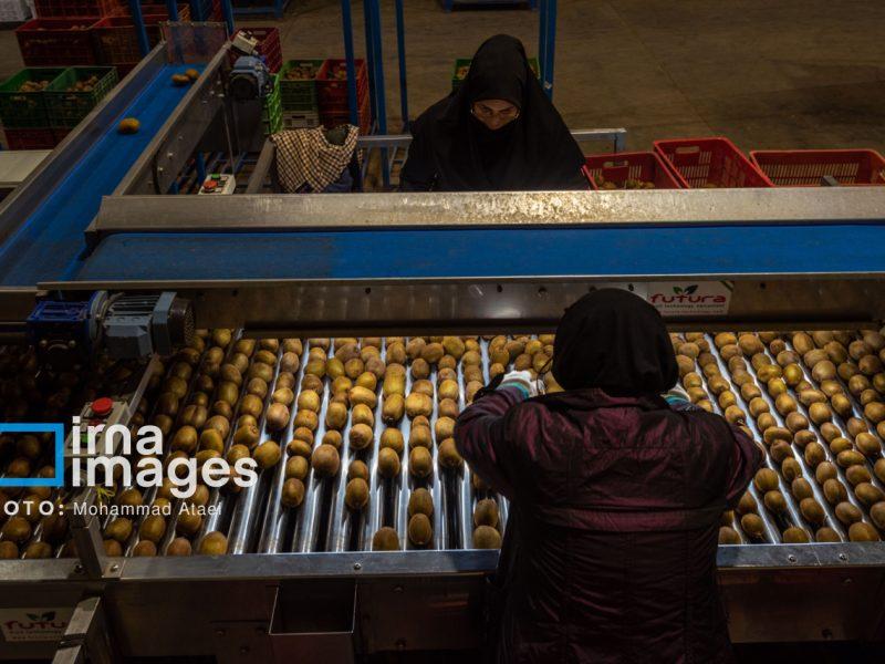 ۹۵ هزار تن مرکبات و کیوی مازندران در مسیر بازار جهانی