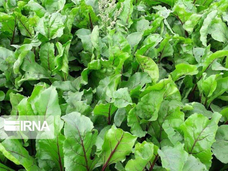 افزون بر ۸۴ هزار هکتار از شالیزارهای گیلان زیرکشت دوم رفت