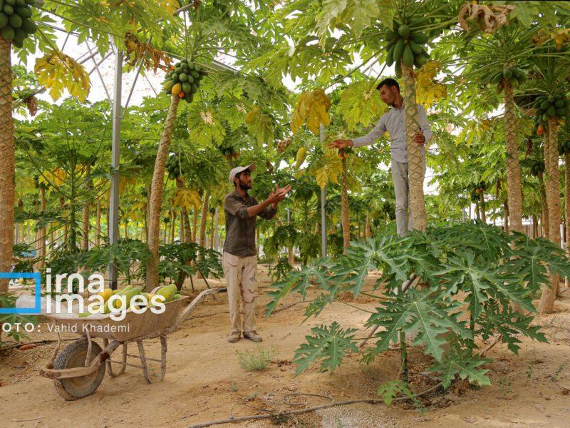توسعه واحدهای گلخانه‌ای، آبی بر آتش خشکسالی
