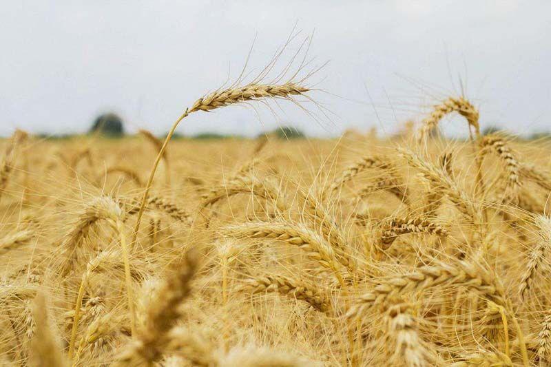 سالانه بیش از ۴۰۰ هزار هکتار از مزارع آذربایجان غربی به کشت گندم اختصاص می‌یابد
