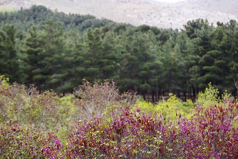 بوستان فرامنطقهای سرخهحصار تا پایان جنگ رمضان تعطیل است