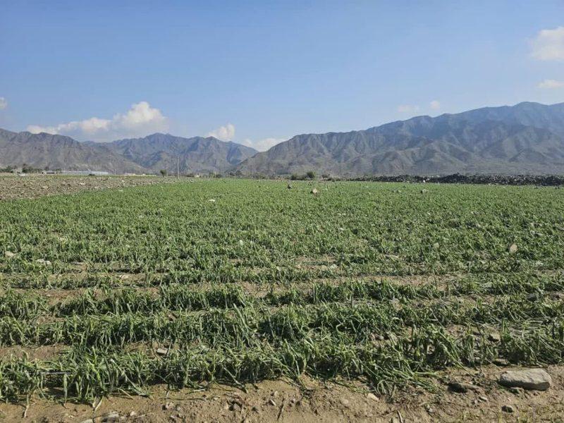 خسارت ۳۵۰۰ میلیاردی ریالی طوفان به مزارع دلگان سیستان و بلوچستان