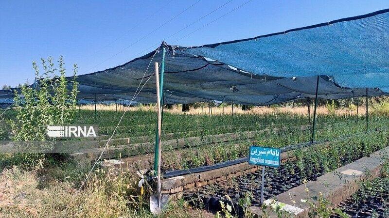 جایگاه‌های عرضه نهال فاقد مجوز در زنجان اخطار گرفتند