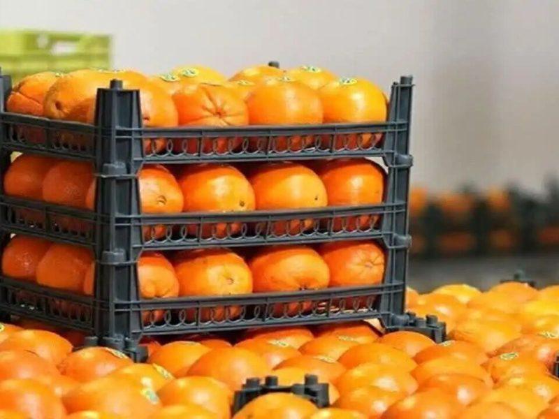 توزیع ۴۰ تن میوه تنظیم بازار در ساوه