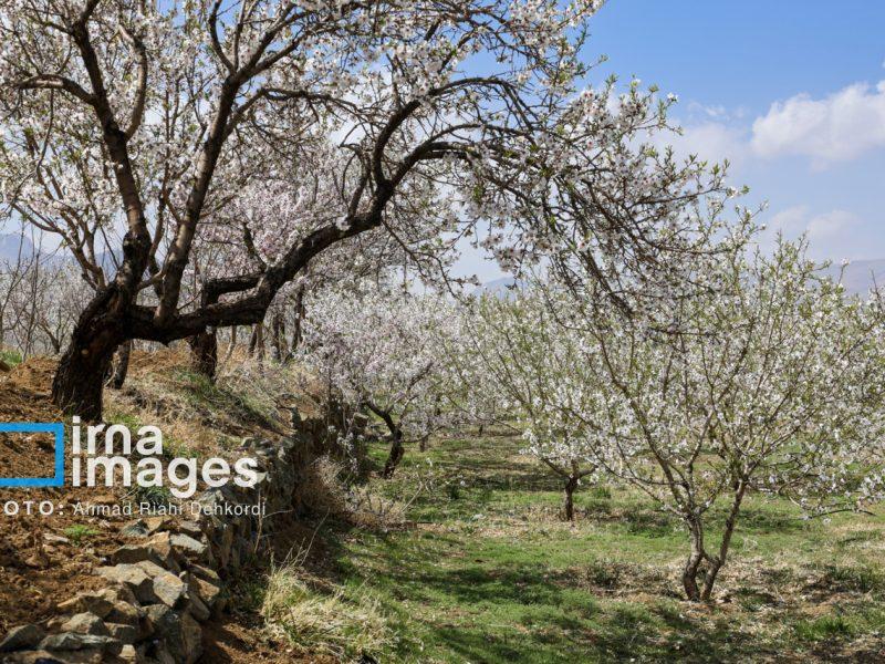 باغداران زنجانی، گلدهی درختان را به تاخیر بیندازند
