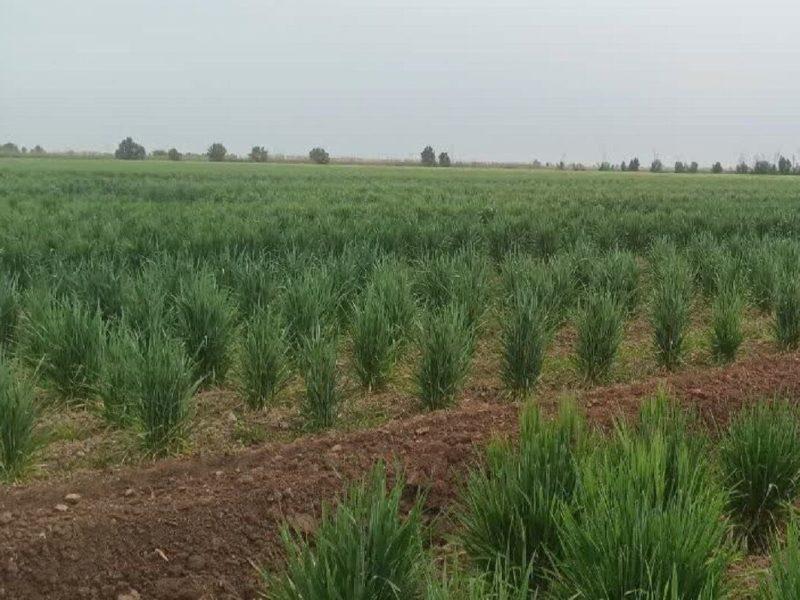 تلاش جهادی پژوهشگران خوزستانی برای تضمین امنیت غذایی در خط مقدم پدافند غیرعامل