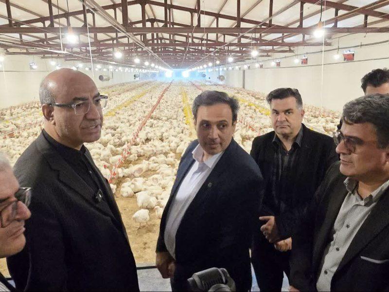 استاندار: دولت از توسعه صنعت طیور در استان کرمانشاه حمایت می‌کند