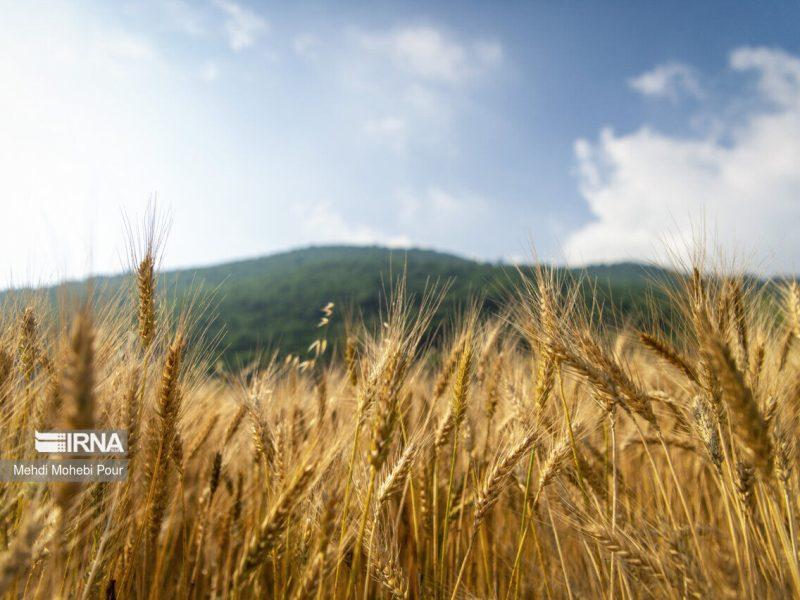 نقش‌آفرینی سمنان در تامین امنیت غذایی با برآورد خرید تضمینی ۸۵ هزار تن گندم