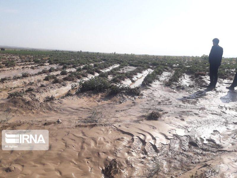 بررسی میدانی خسارات سیل به بخش کشاورزی اندیمشک