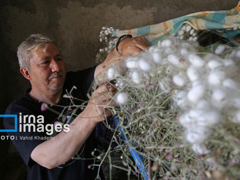 نماینده صومعه سرا: توسعه نوغانداری بدلیل تقاضای جهانی نیازمند سرمایه‌گذاری است