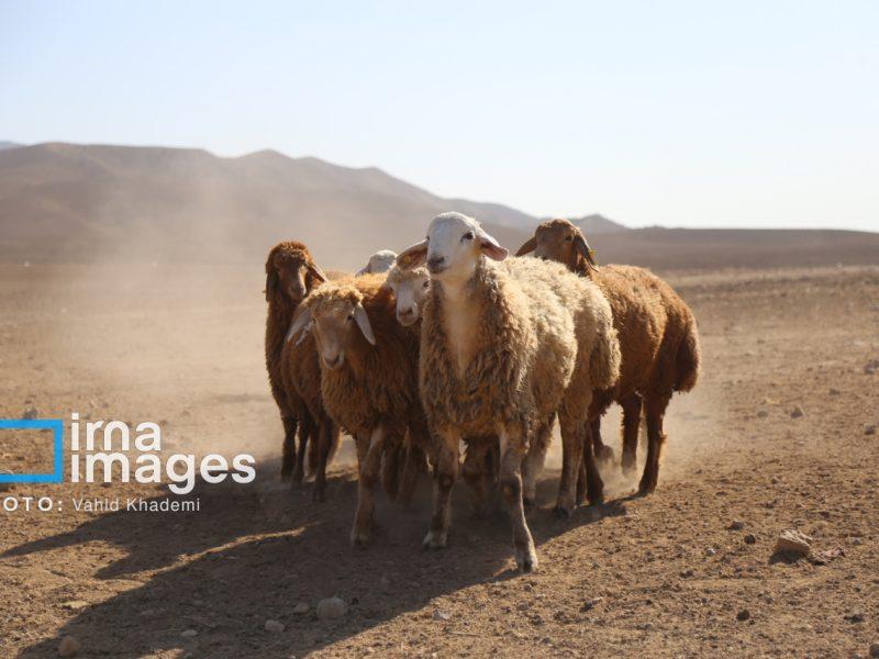 خروج ۷۵ درصد دام زنده از خراسان شمالی