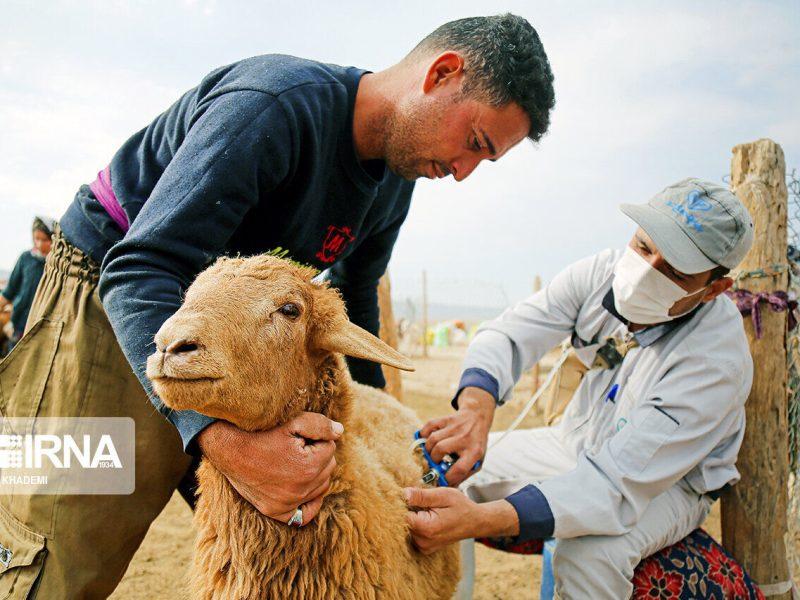 ۴۹ میلیون دام علیه بیماری تب برفکی در کشور واکسینه شد