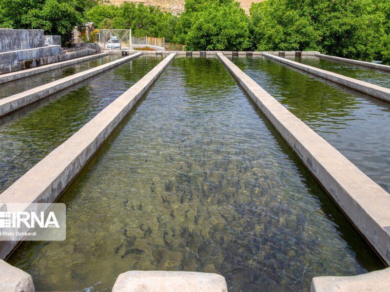مجتمع ۲ هزار تنی ماهی خاویاری رومشکان به بخش خصوصی واگذار شد