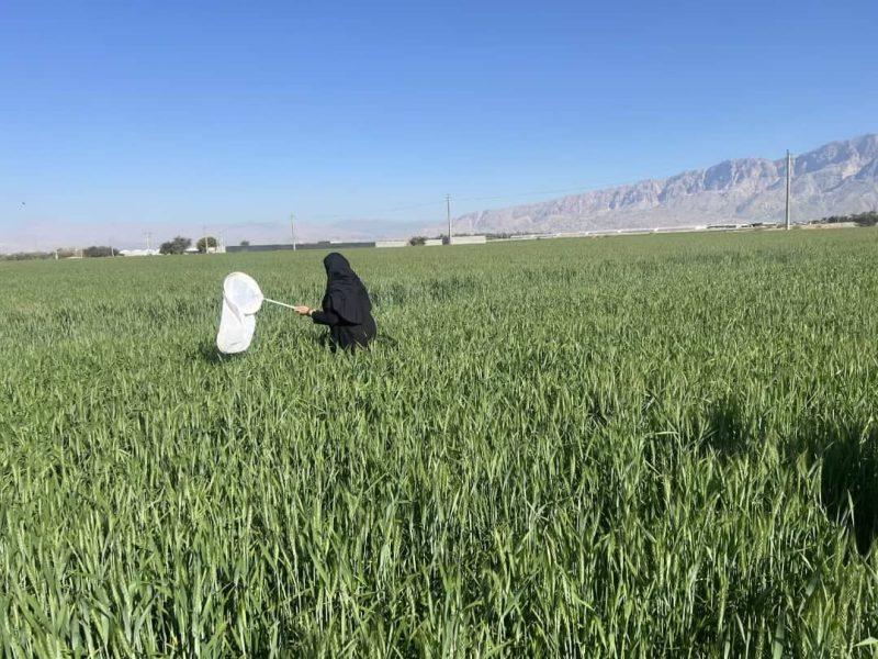مبارزه با آفت سن گندم در بیش از ۵ هزار و ۷۰۰ هکتار از مزارع حاجی‌آباد هرمزگان